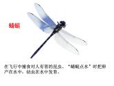 苏科版七下生物　12.2 昆虫 课件