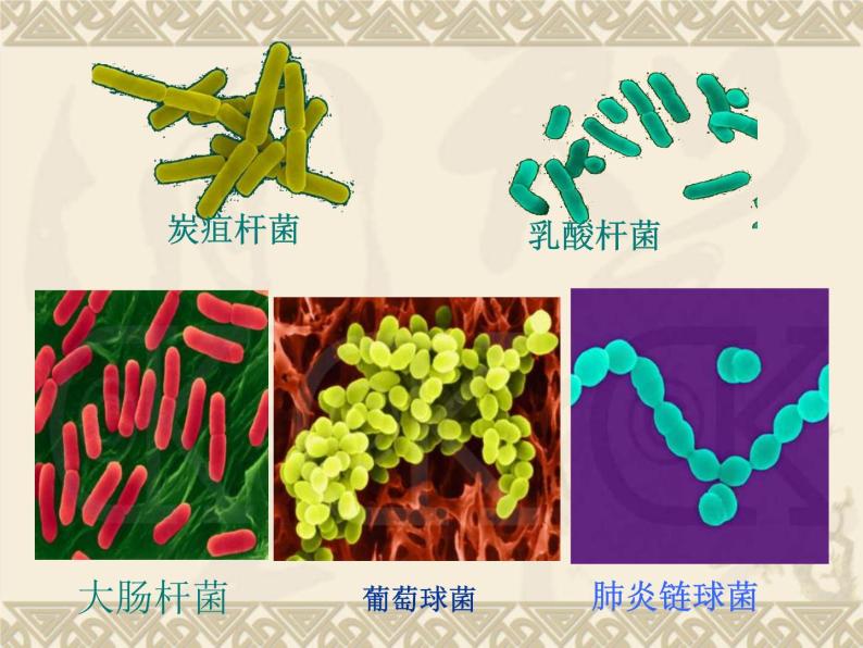 苏科版七下生物　13.2 土壤里的微生物 课件02