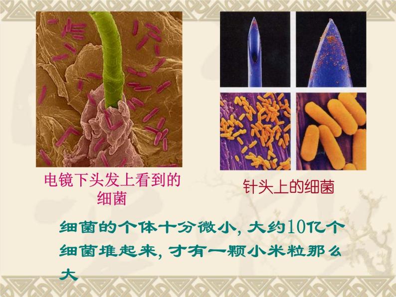 苏科版七下生物　13.2 土壤里的微生物 课件03