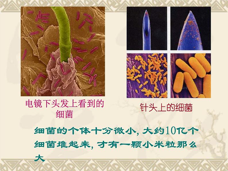 苏科版七下生物　13.2 土壤里的微生物 课件第3页