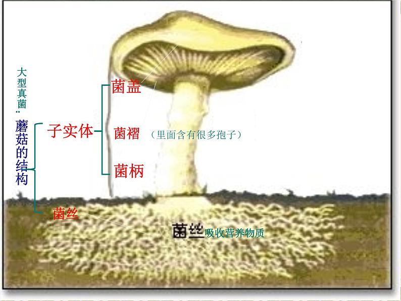 苏科版七下生物　13.2 土壤里的微生物 课件第8页