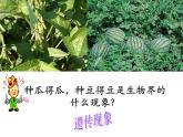 苏科版八下生物  22.1 生物的遗传 课件