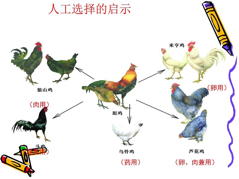 苏科版八下生物  23.3 生物进化的原因 课件第8页