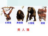 苏科版八下生物  23.4 人类的起源和进化 课件