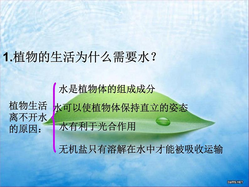 绿色植物与生物圈的水循环课件PPT第2页