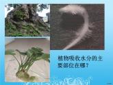 绿色植物与生物圈的水循环课件PPT