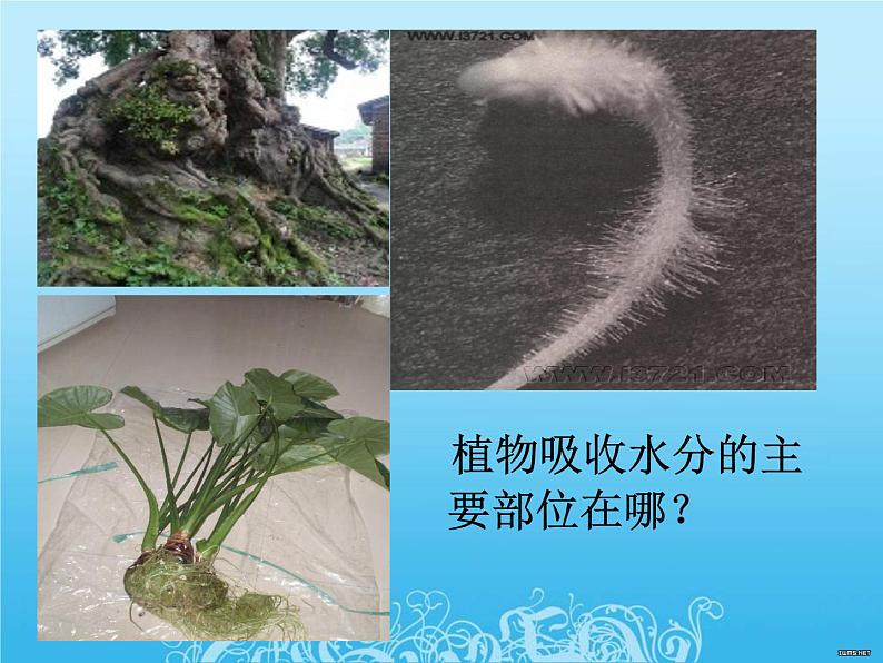 绿色植物与生物圈的水循环课件PPT第3页