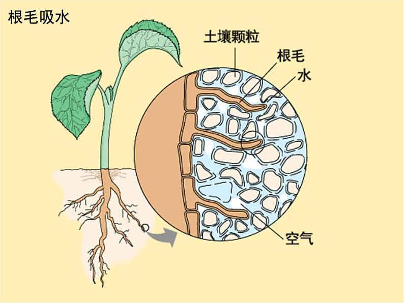 绿色植物与生物圈的水循环课件PPT第5页