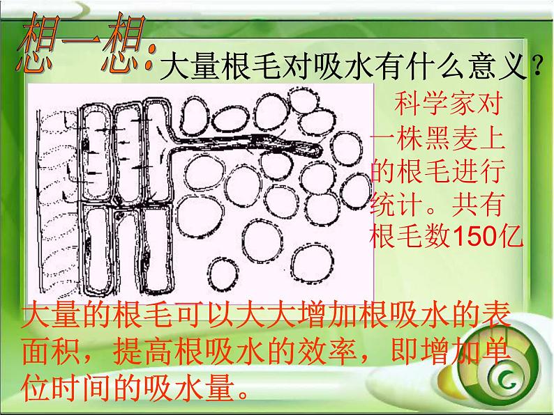 绿色植物与生物圈的水循环课件PPT第6页