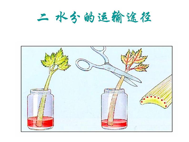 绿色植物与生物圈的水循环课件PPT第8页