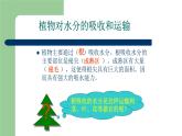绿色植物与生物圈的水循环课件PPT