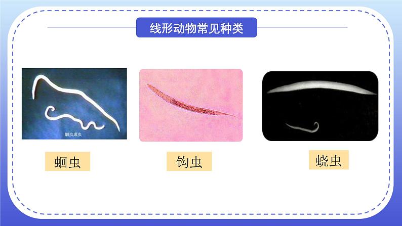 1.2《线形动物和环节动物》教案+课件05