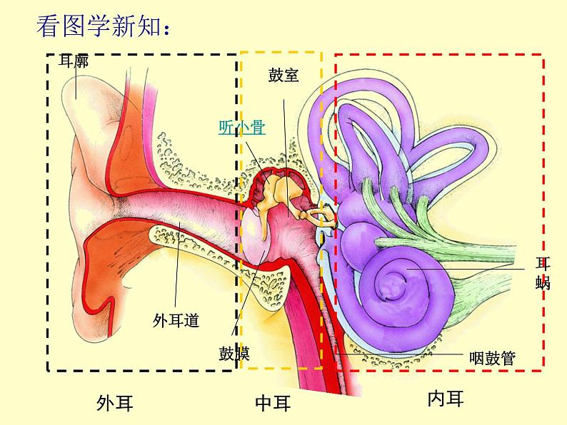 京改版生物七年级下册 8.3 感觉和感觉器官  课件05