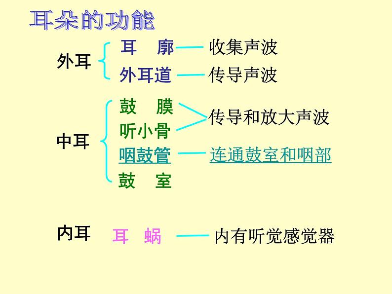 京改版生物七年级下册 8.3 感觉和感觉器官  课件06