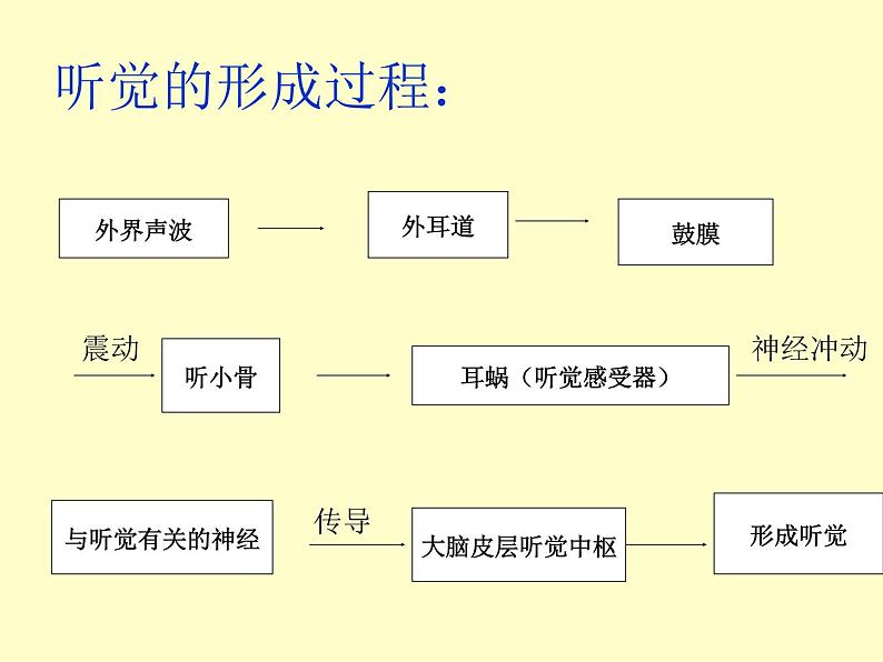 京改版生物七年级下册 8.3 感觉和感觉器官  课件08