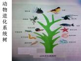 北师大版八下生物 22.4动物的主要类群 课件
