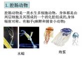 北师大版八下生物 22.4动物的主要类群 课件