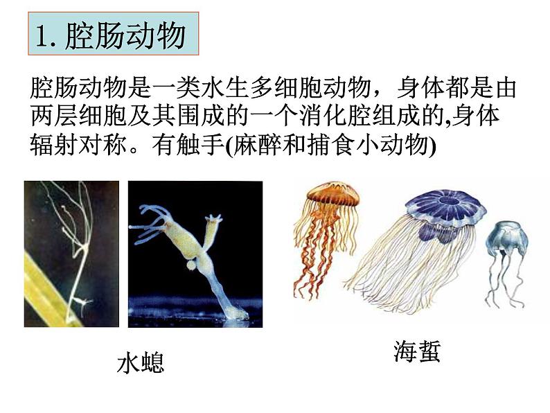 北师大版八下生物 22.4动物的主要类群 课件第5页