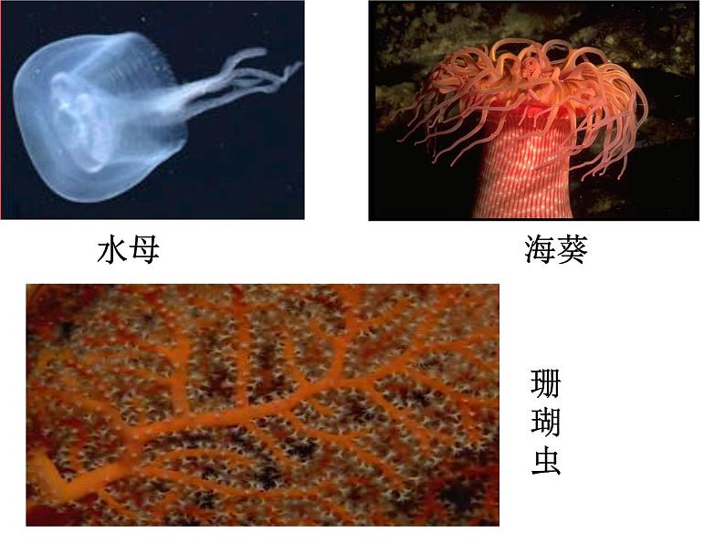 北师大版八下生物 22.4动物的主要类群 课件第6页