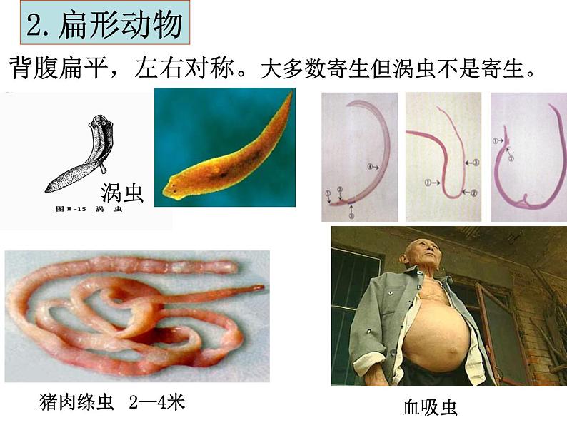 北师大版八下生物 22.4动物的主要类群 课件第7页