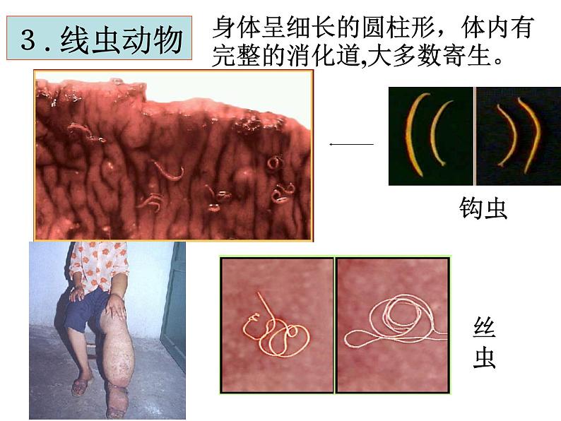 北师大版八下生物 22.4动物的主要类群 课件第8页