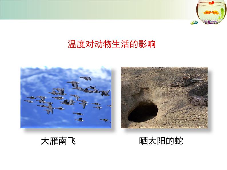 北师大版八下生物 23.1生物的生存依赖一定的环境 课件第8页