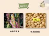 北师大版八下生物 25.2现代生物技术 课件