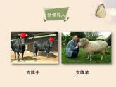北师大版八下生物 25.2现代生物技术 课件