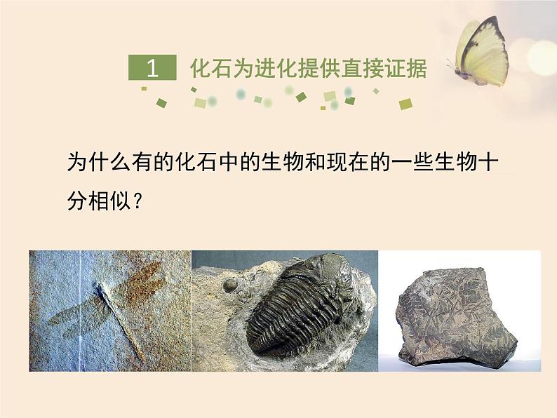 北师大版八下生物 21.2生物的进化 课件第4页