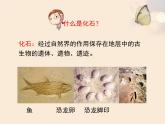 北师大版八下生物 21.2生物的进化 课件