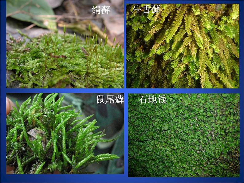 北师大版八下生物 22.2原生生物的主要类群 课件第3页