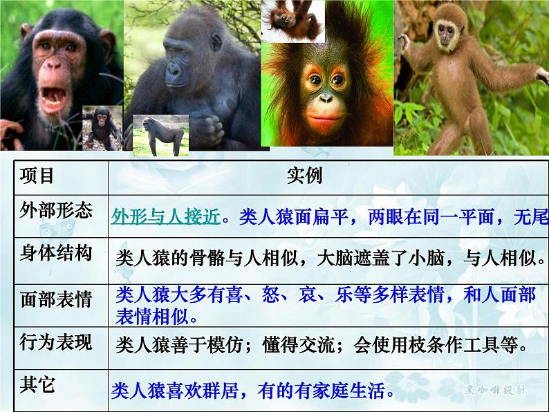 北师大版八下生物 21.3人类的起源与进化 课件第7页