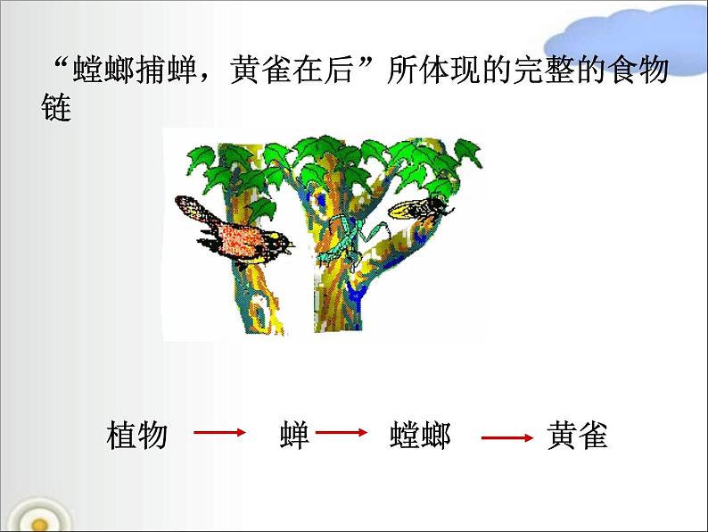 北师大版八下生物 23.3生态系统的结构和功能 课件第8页