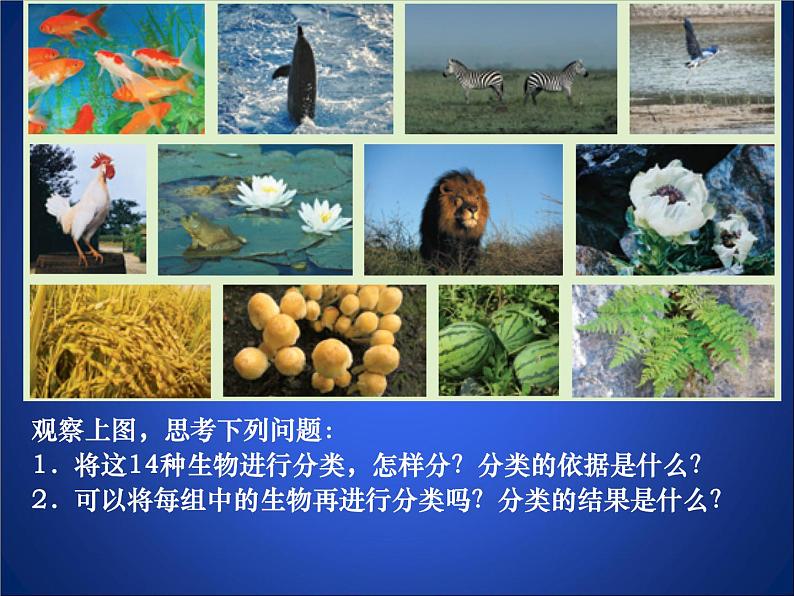 北师大版八下生物 22.1生物的分类 课件05