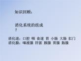 济南版七下生物 2.1人体与外界的气体交换 课件