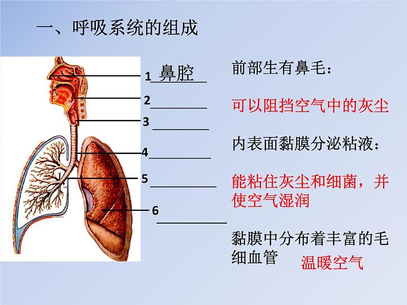 济南版七下生物 2.1人体与外界的气体交换 课件第6页