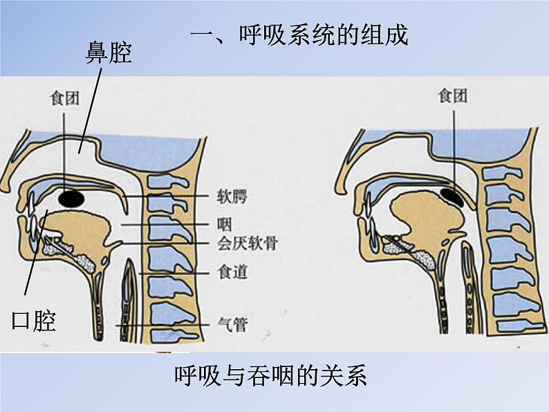 济南版七下生物 2.1人体与外界的气体交换 课件第7页