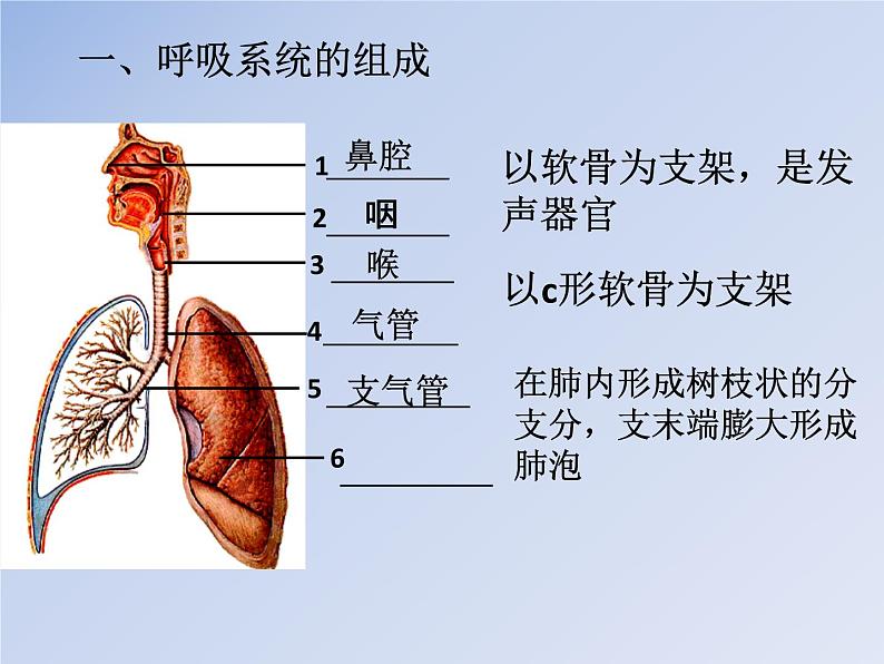 济南版七下生物 2.1人体与外界的气体交换 课件第8页