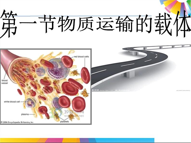 济南版七下生物 3.1物质运输的载体 课件01