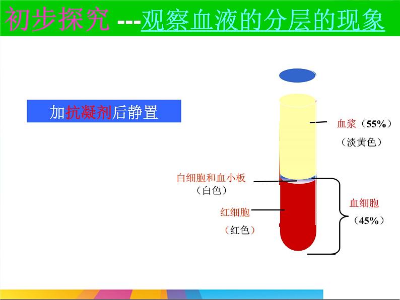 济南版七下生物 3.1物质运输的载体 课件04