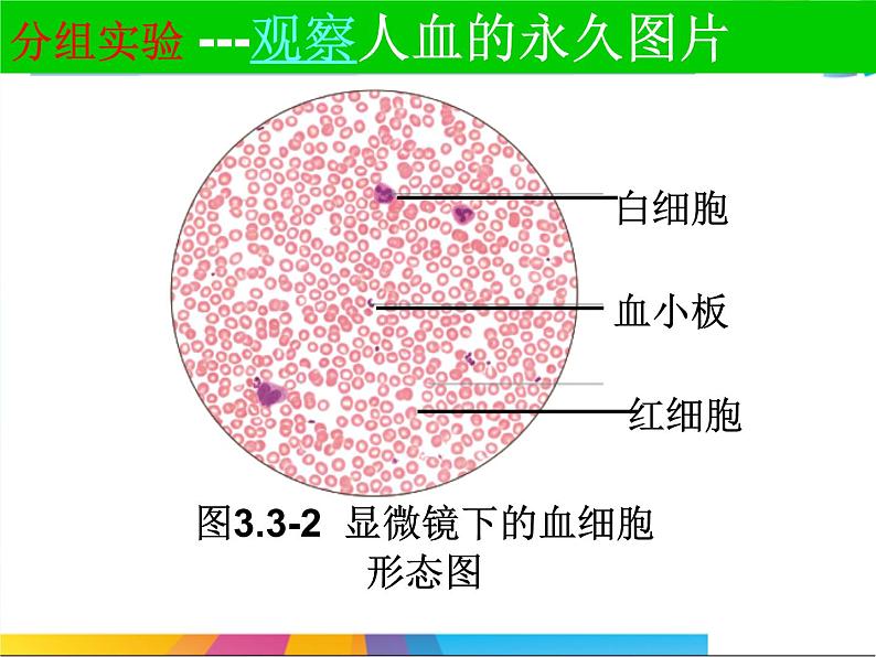 济南版七下生物 3.1物质运输的载体 课件06