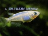 济南版七下生物 3.2物质运输的器官 课件