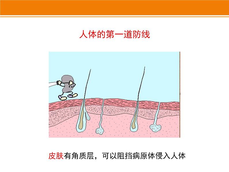 济南版七下生物 6.1人体的免疫功能 课件05