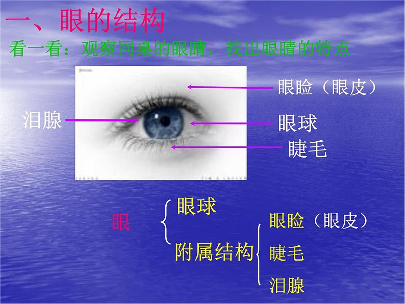 济南版七下生物 5.4人体对周围世界的感知 课件第2页