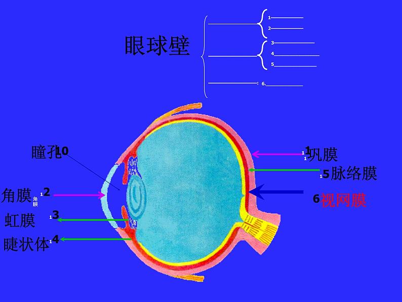 济南版七下生物 5.4人体对周围世界的感知 课件第3页