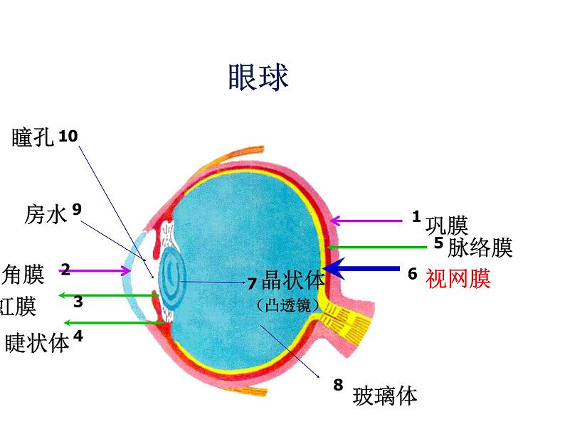 济南版七下生物 5.4人体对周围世界的感知 课件第4页