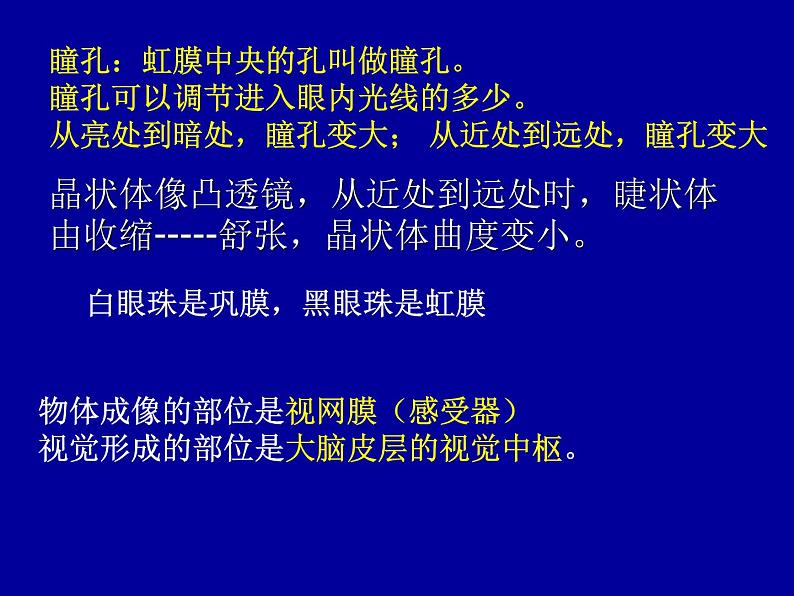 济南版七下生物 5.4人体对周围世界的感知 课件第6页