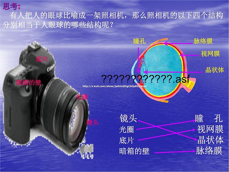 济南版七下生物 5.4人体对周围世界的感知 课件第7页