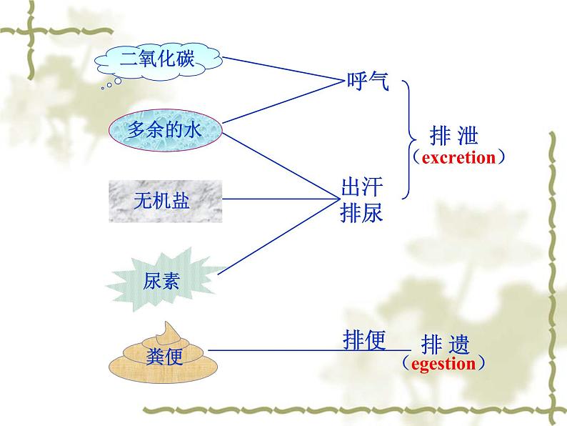 济南版七下生物 4.1尿液的形成和排出 课件第3页