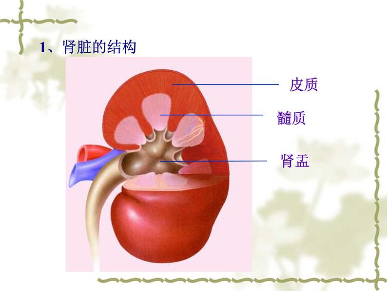 济南版七下生物 4.1尿液的形成和排出 课件第7页